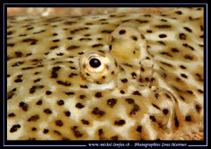 "Turbo time".... Like the colors and eyes they have... Qu... by Michel Lonfat 
